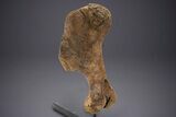 Enormous Fossil Triceratops Humerus Bone - Montana #352272-2